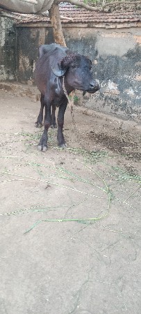 થંબનેલ 3