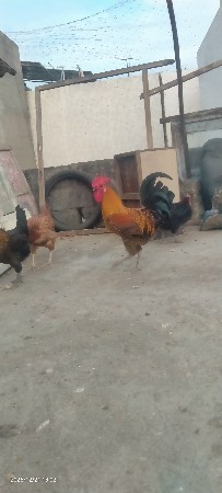 થંબનેલ 3