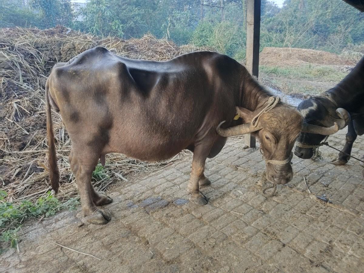 થંબનેલ 2