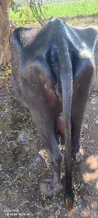 ભેંશ વેચવાની છે