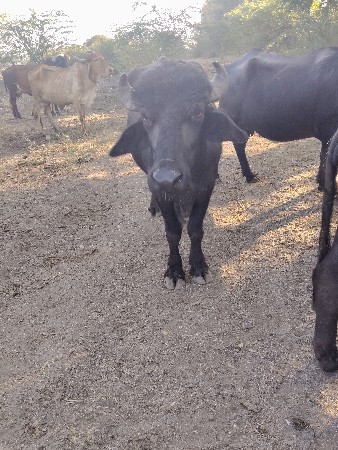 થંબનેલ 3