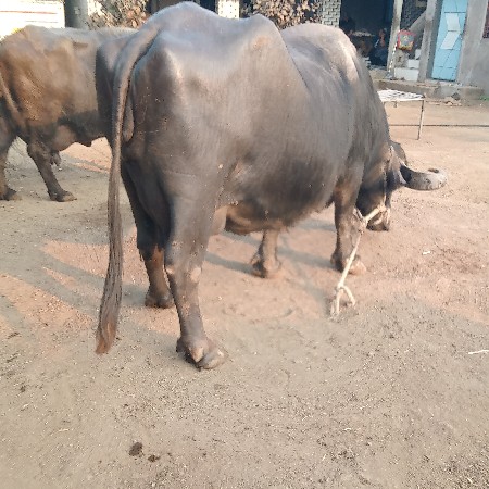 વેચવાની છે