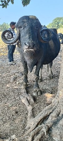 ભૅસ વેસવાની છે