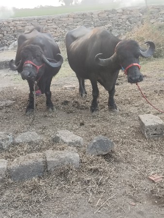 થંબનેલ 3