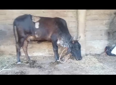 થંબનેલ 2