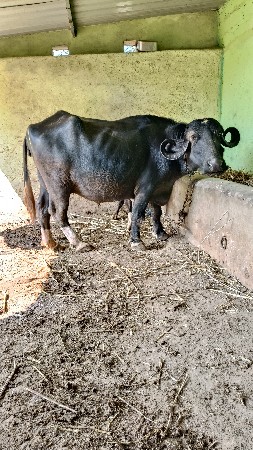 થંબનેલ 1