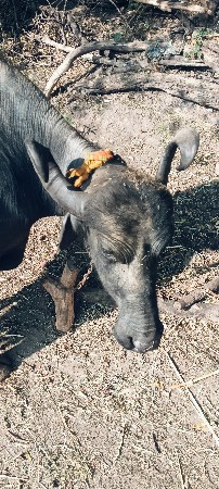 ભેંશ વેચવાનિક છે