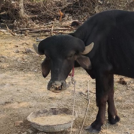 આ પાડો  ર અધી  વરસનો છે