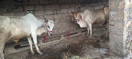 વાસડા વેચવાના છે