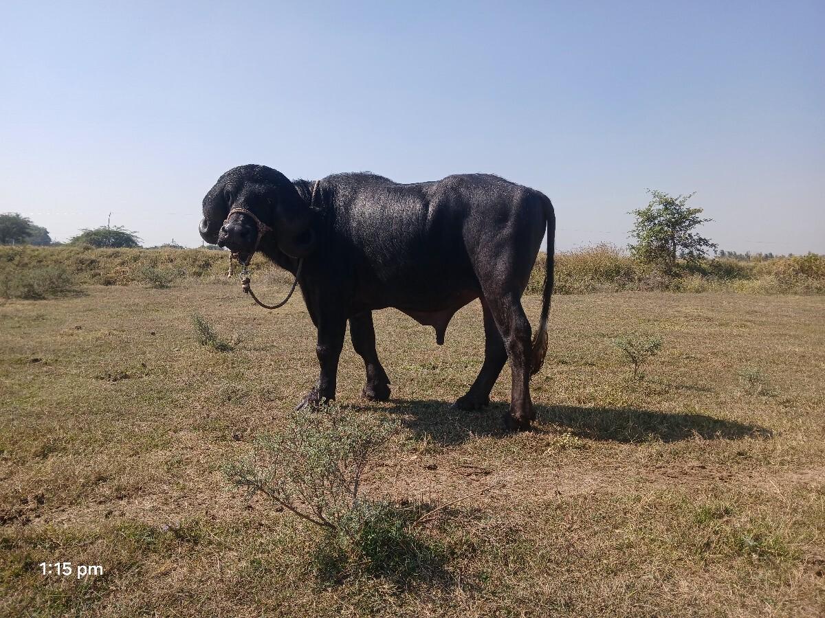 થંબનેલ 2