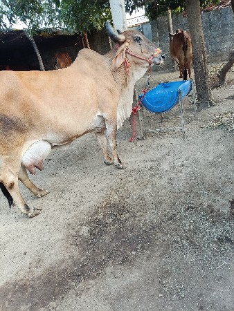 थंबनेल 3