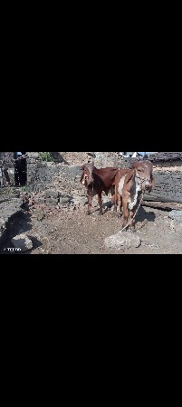 25000 રૂપિયા કિંમત