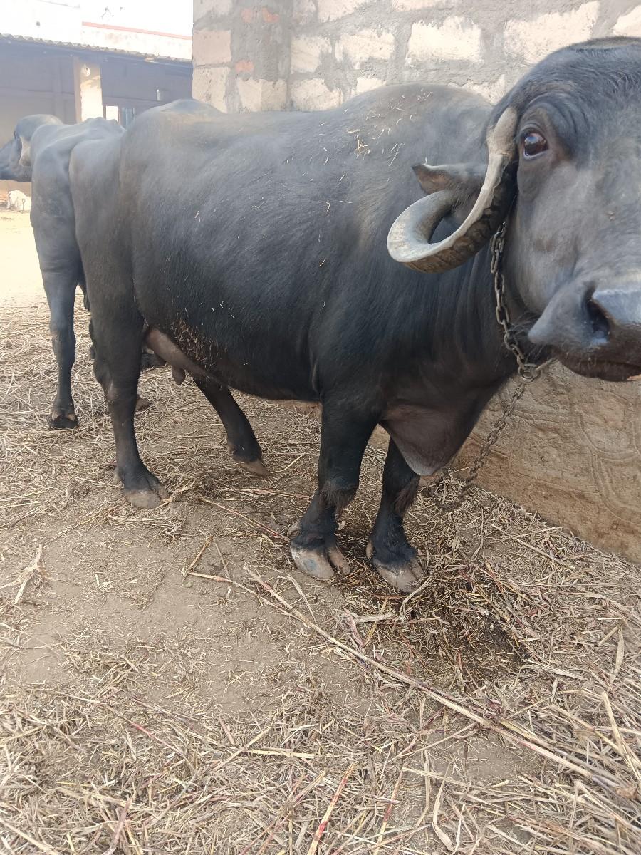 થંબનેલ 2