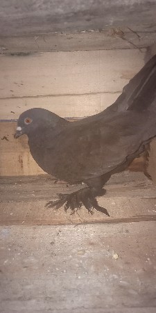 કબુતર વેચવાનુ નર છે મોજા વારો