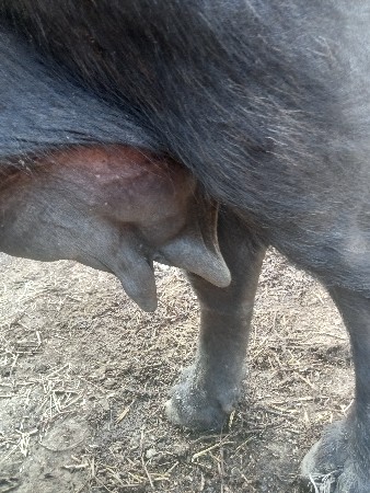 બની ભેંસ વેચવાની છે