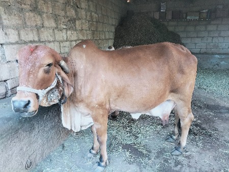 थंबनेल 3