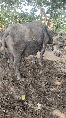 थंबनेल 3