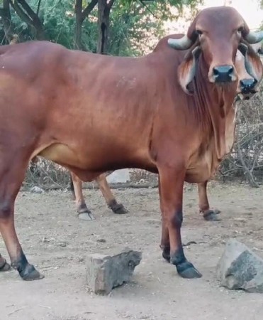 ગીર ઓડકી 
गीर गाय