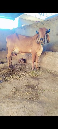 थंबनेल 3