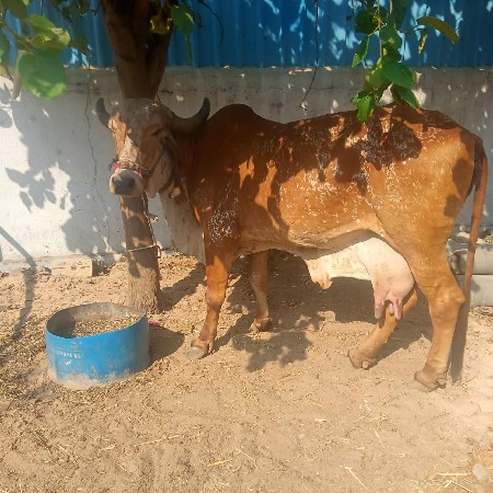 થંબનેલ 3