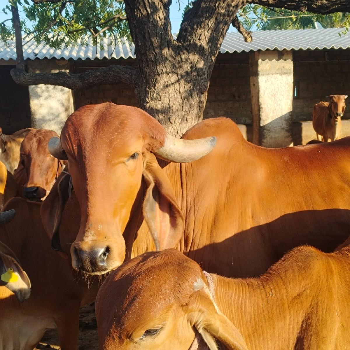 થંબનેલ 3