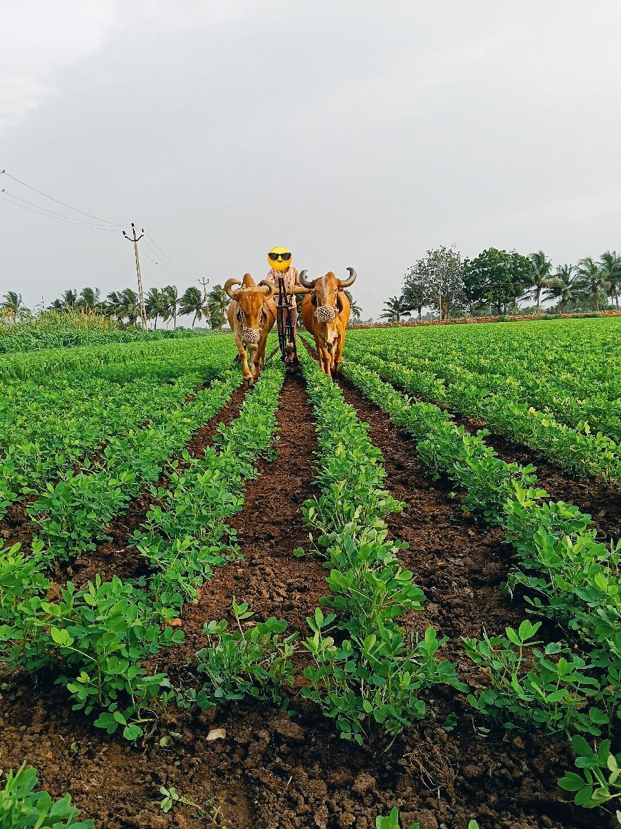 બળદ વેચવાનો છે