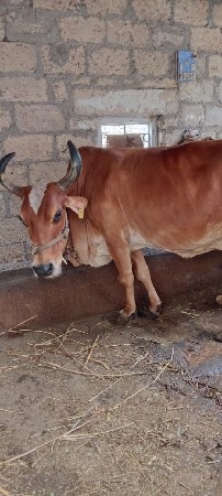 थंबनेल 3