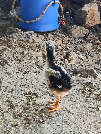 થંબનેલ 6