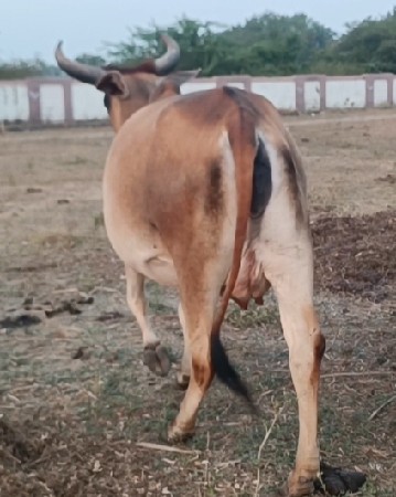 કાંકરેજ હોળકી વેચવાની છે