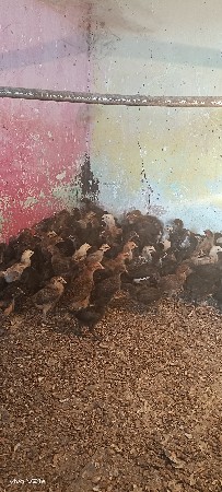 પિયોર સોનાલી