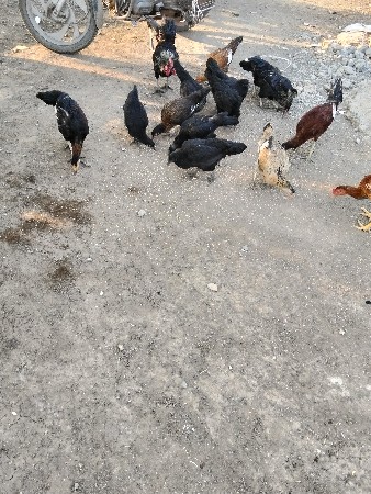 थंबनेल 2