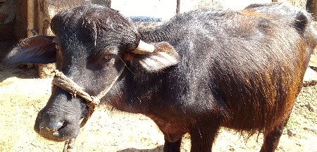 પાડો વેચવા નો છે.