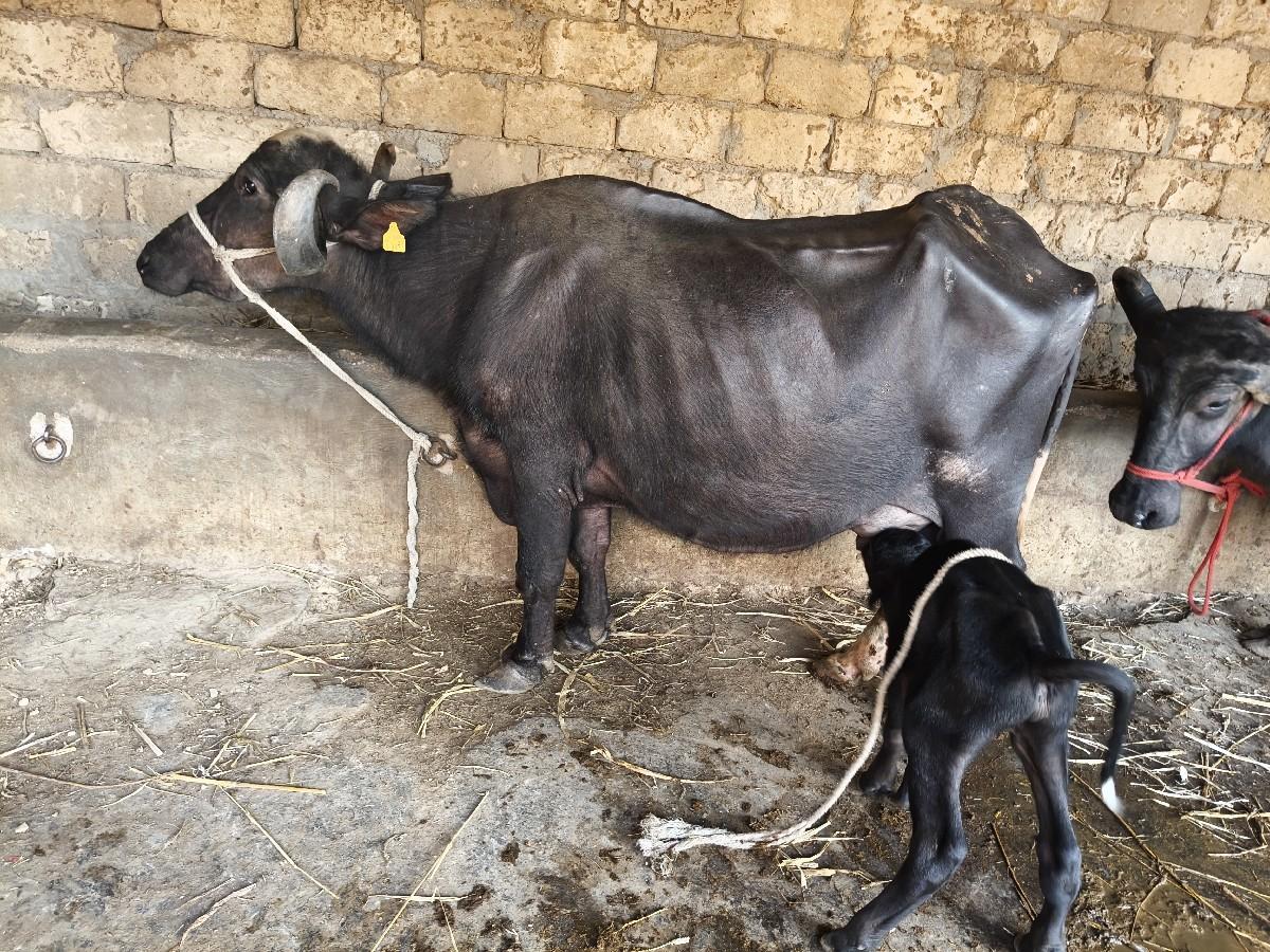 थंबनेल 3