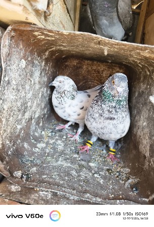 ચોટી મોજરા , સિરાજી ,