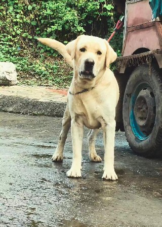 લેબ્રાડોર રિઝલ્ટ પ્રૂફ સ્ટડ મેલ