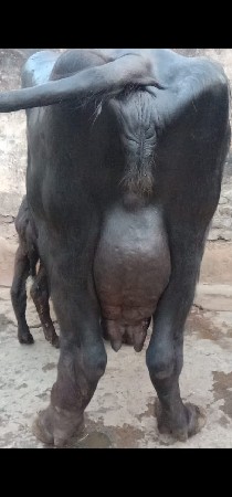 थंबनेल 2