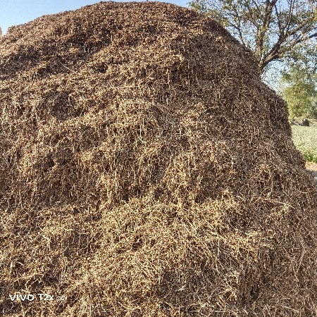 ગીરનાર ચાર સુકોપાલો 
15 વીઘા