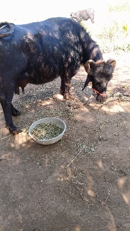 थंबनेल 2