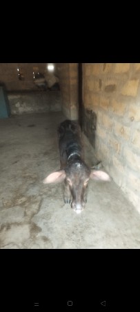 थंबनेल 3