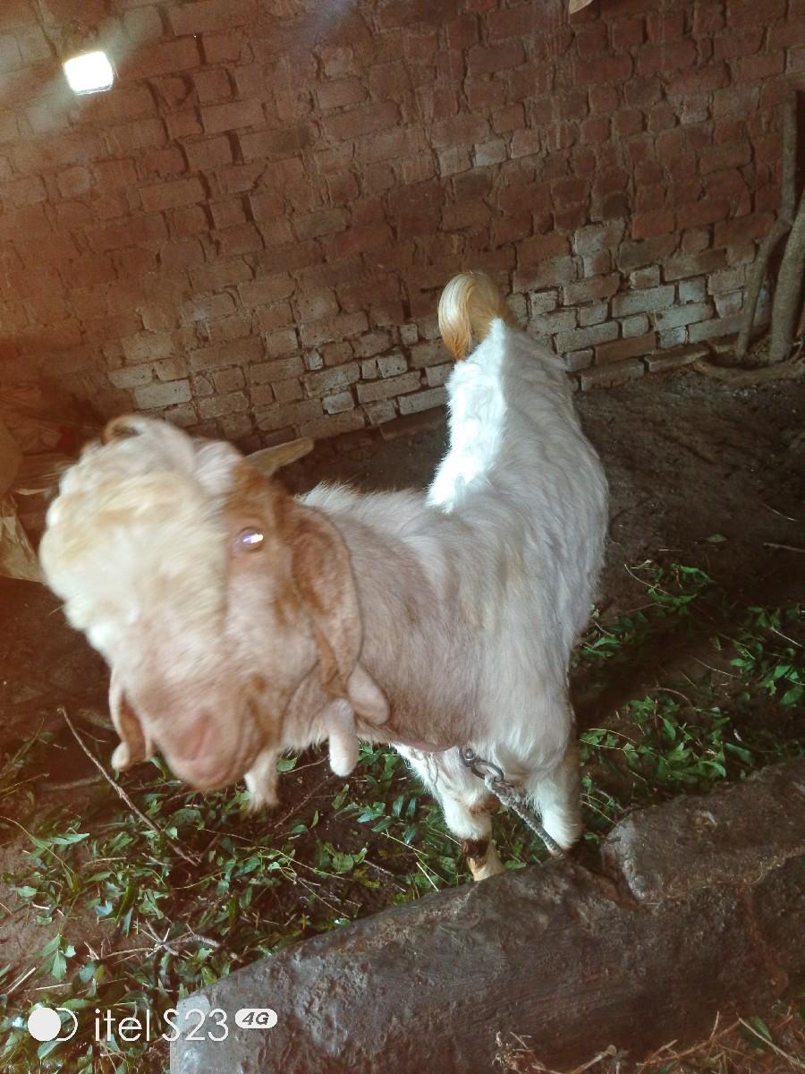 બોકડો વેચવાનો છે