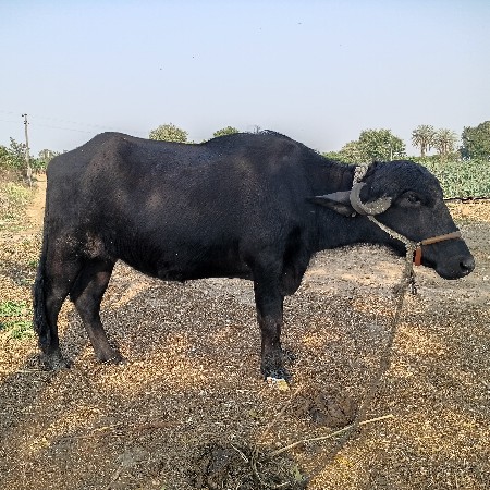 थंबनेल 2