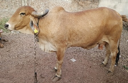 થંબનેલ 2