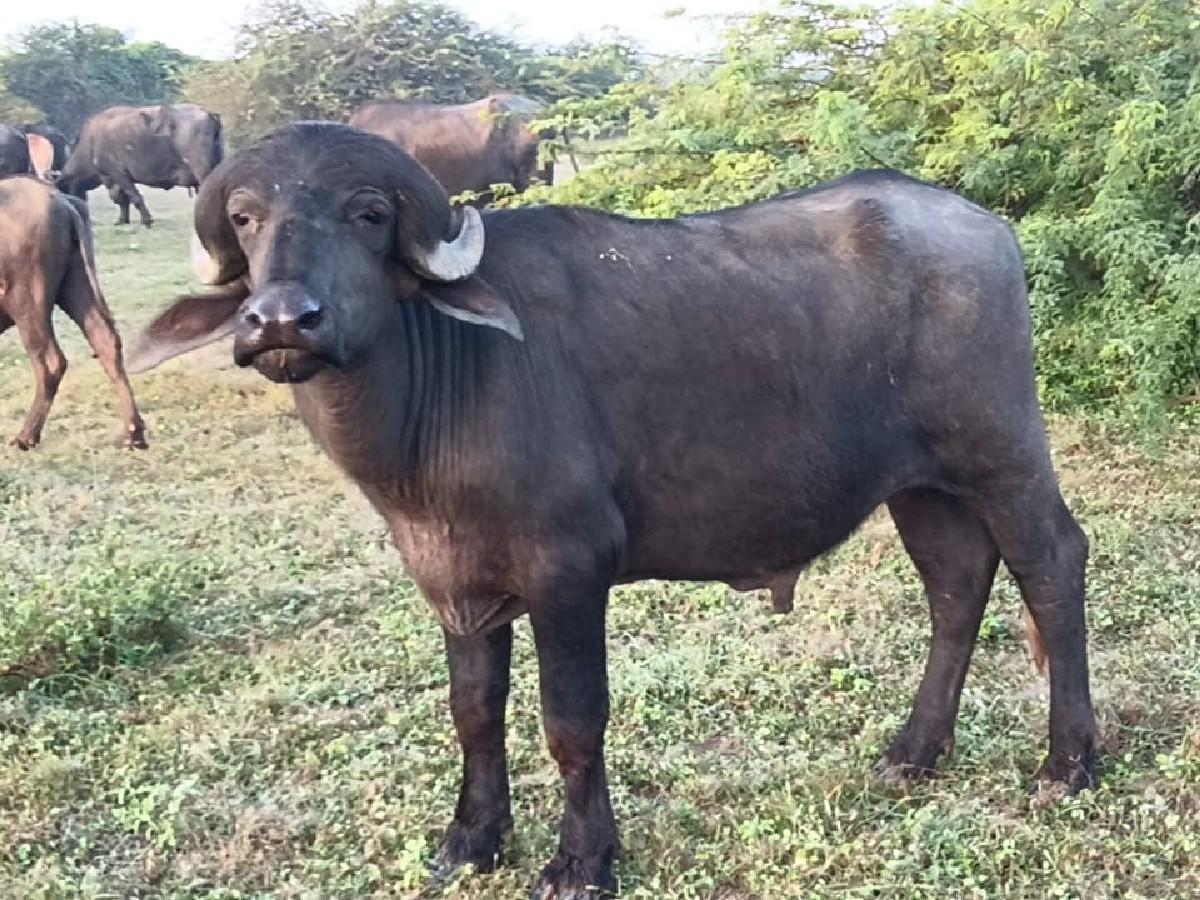 थंबनेल 1