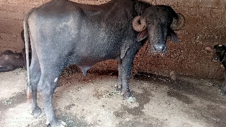 થંબનેલ 2