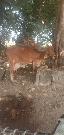 थंबनेल 2