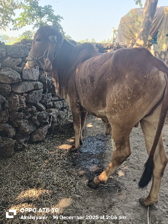 થંબનેલ 3