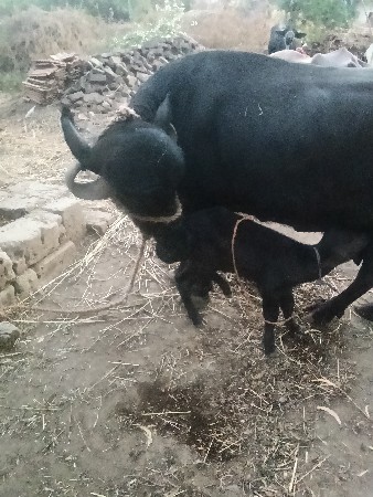 3 જુ વેતર