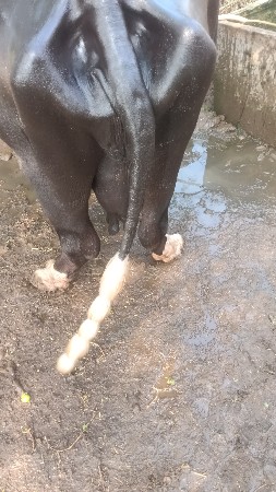 ભેંસ વેચવાની