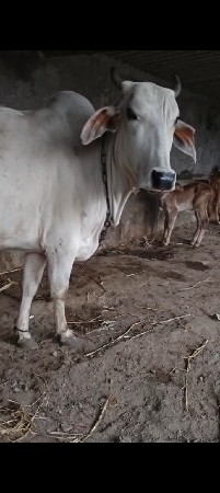 थंबनेल 3