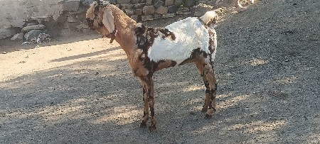 bakri bakro